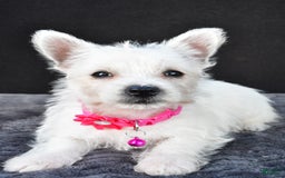West Highland Terrier dogs for sale: Novella - Image 4