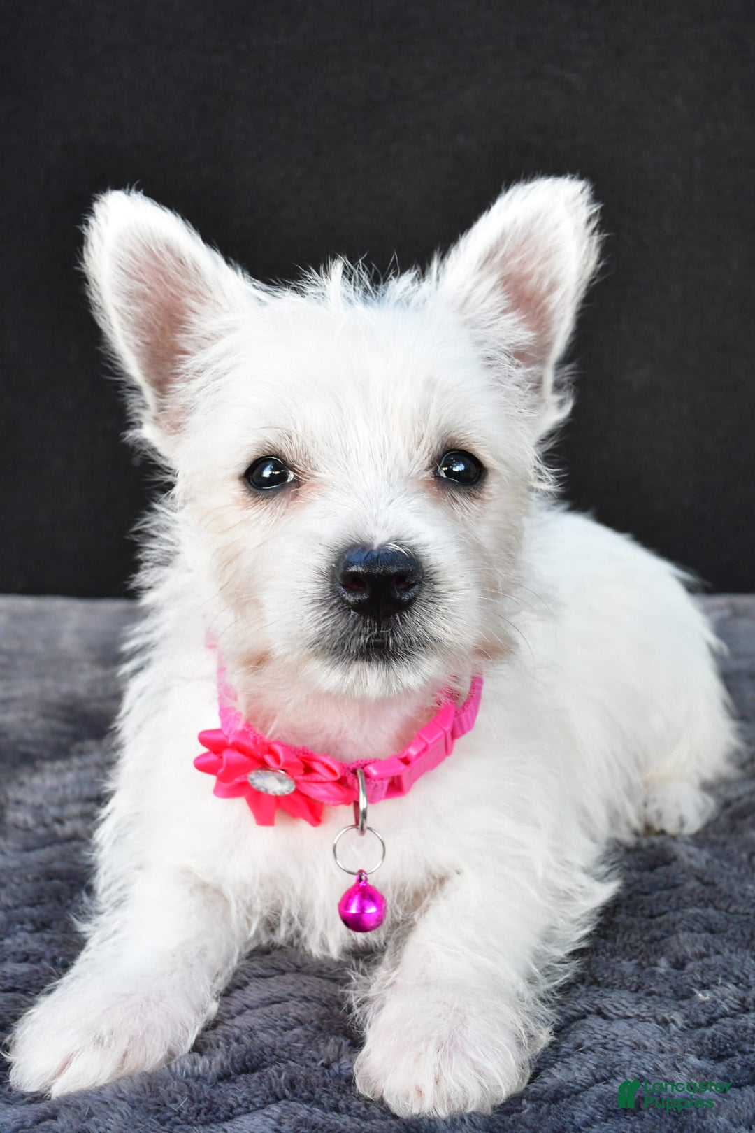 West Highland Terrier dogs for sale: Novella - Image 4