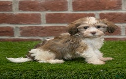 Havanese dogs for sale: Roscoe - Image 5