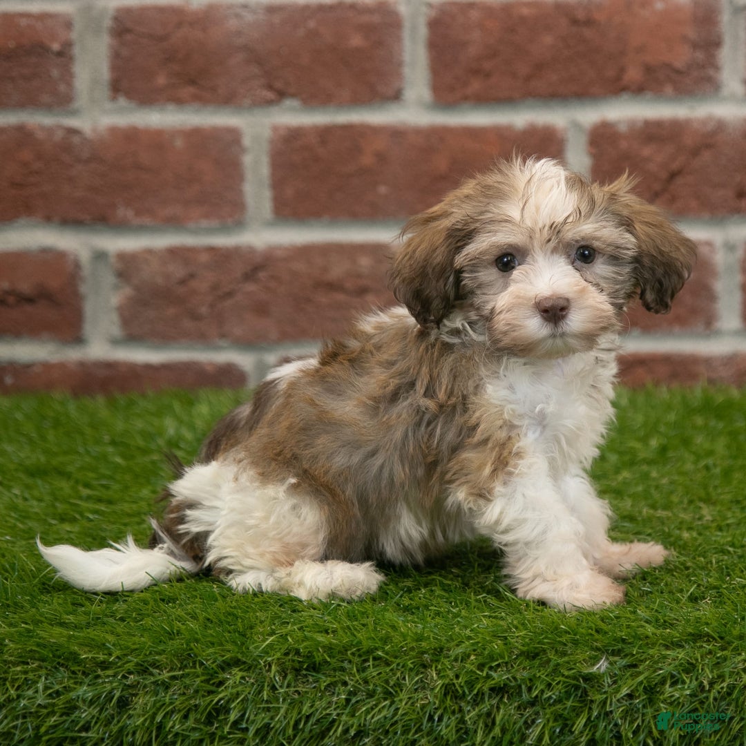 Havanese dogs for sale: Roscoe - Image 5