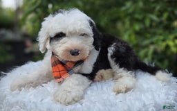 Sheepadoodle dogs for sale: Fido - Image 4