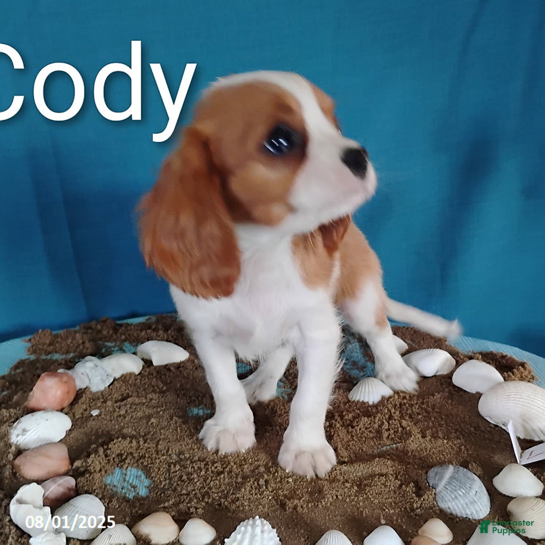 Cavalier King Charles Spaniel dogs for sale: Cody - Image 3