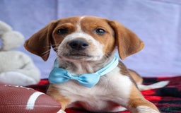 Beagle dogs for sale: Cooper - Image 14