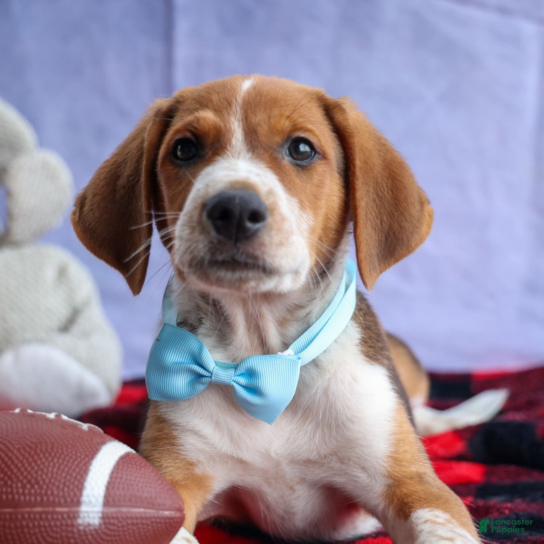 Beagle dogs for sale: Cooper - Image 14