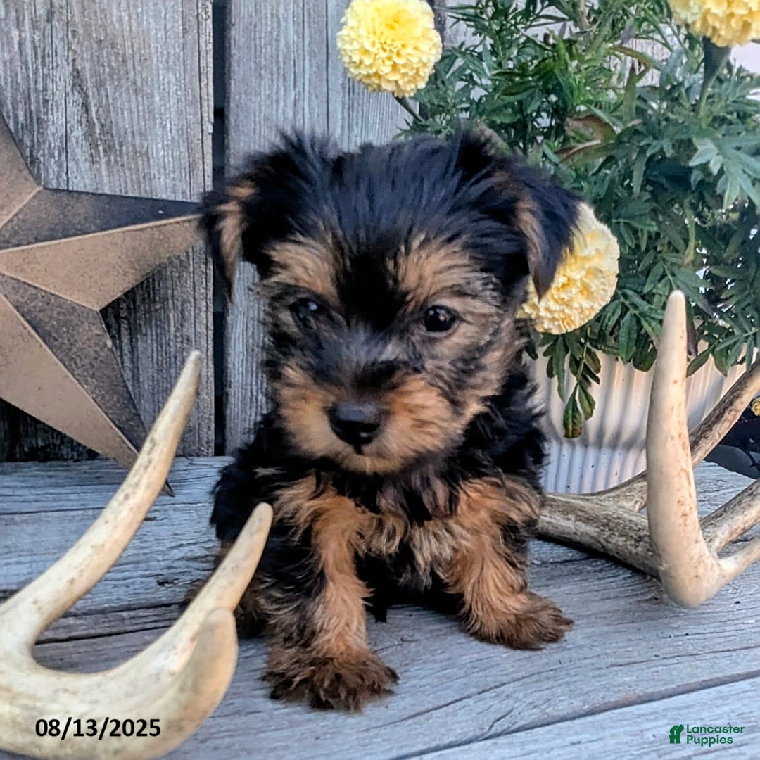 Yorkshire Terrier dogs for sale: Chandler - Image 2