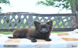 Pomeranian dogs for sale: Pepper - Image 9