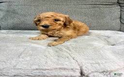 Mini Goldendoodle dogs for sale: Cruise - Image 3