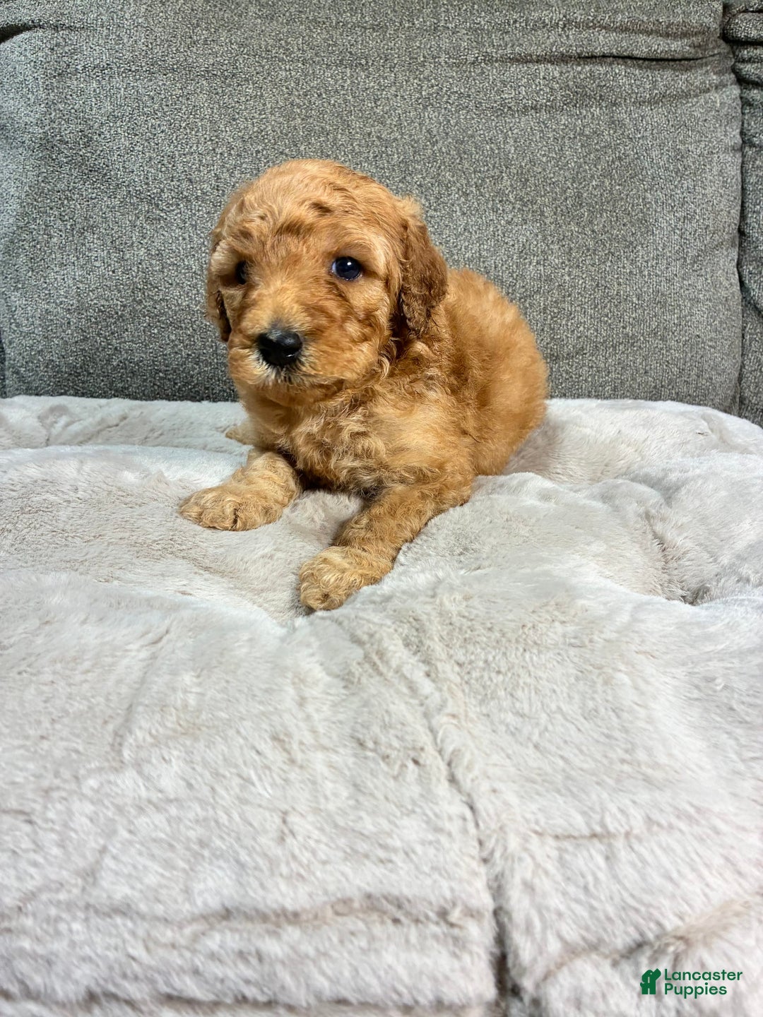 Mini Goldendoodle dogs for sale: Cruise - Image 3