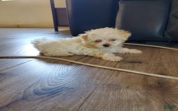 Maltese dogs for sale: Pepe - Image 10
