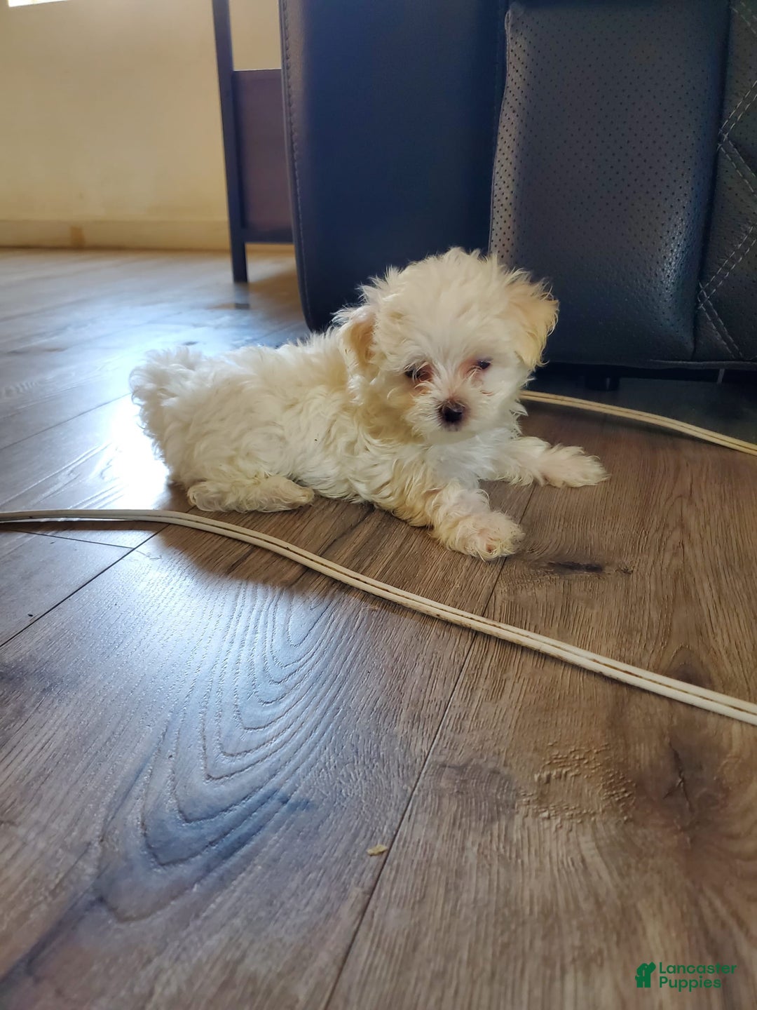 Maltese dogs for sale: Pepe - Image 10