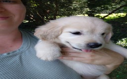 Golden Retriever dogs for sale: Pixie - Image 7