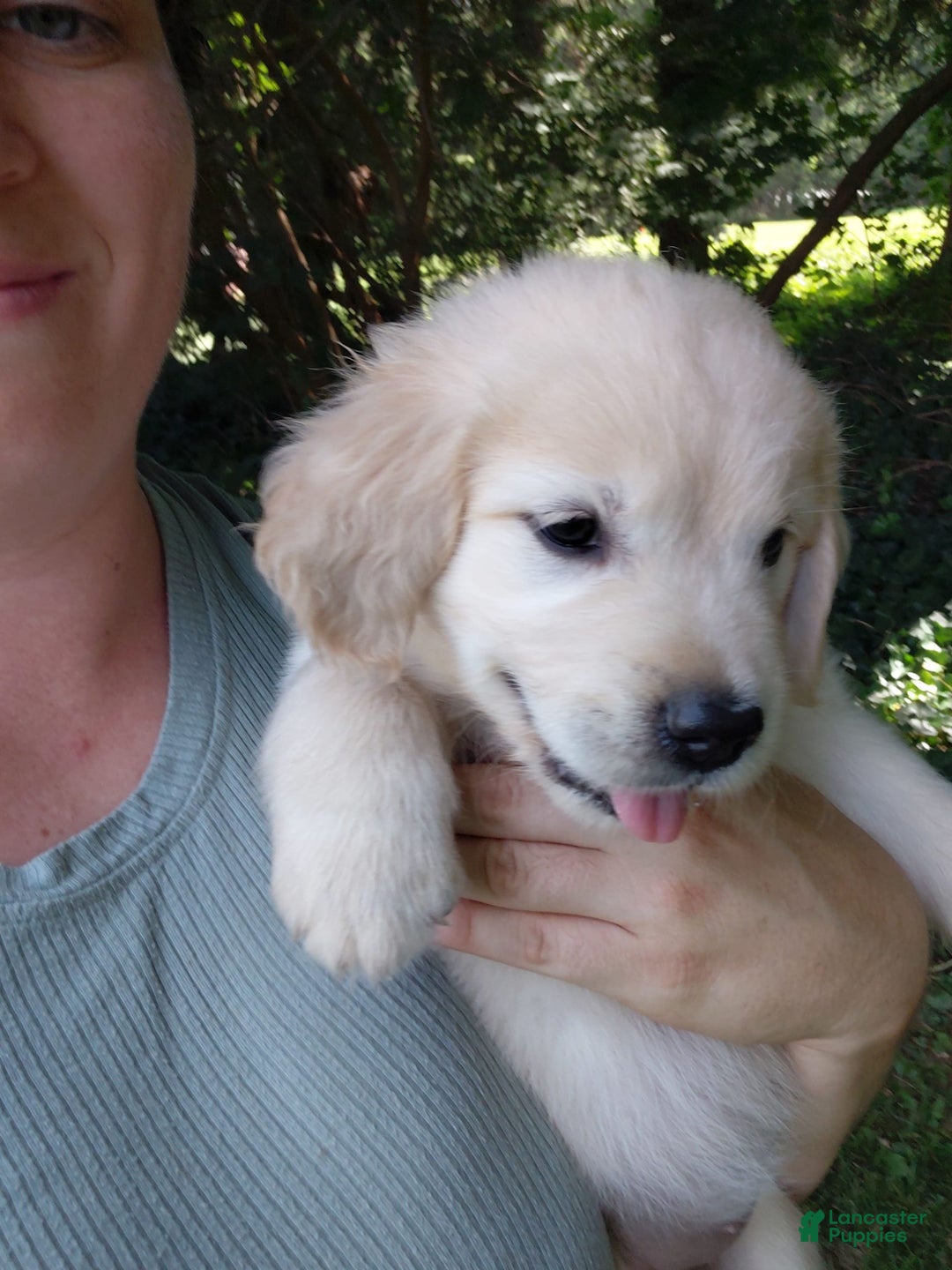 Golden Retriever dogs for sale: Pixie - Image 7