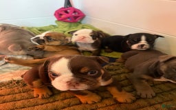 English Bulldog dogs for sale: Bulldog - Image 1