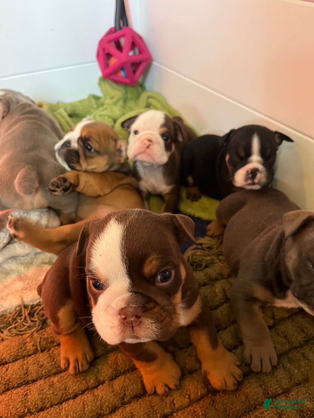 English Bulldog dogs for sale: Bulldog - Image 1