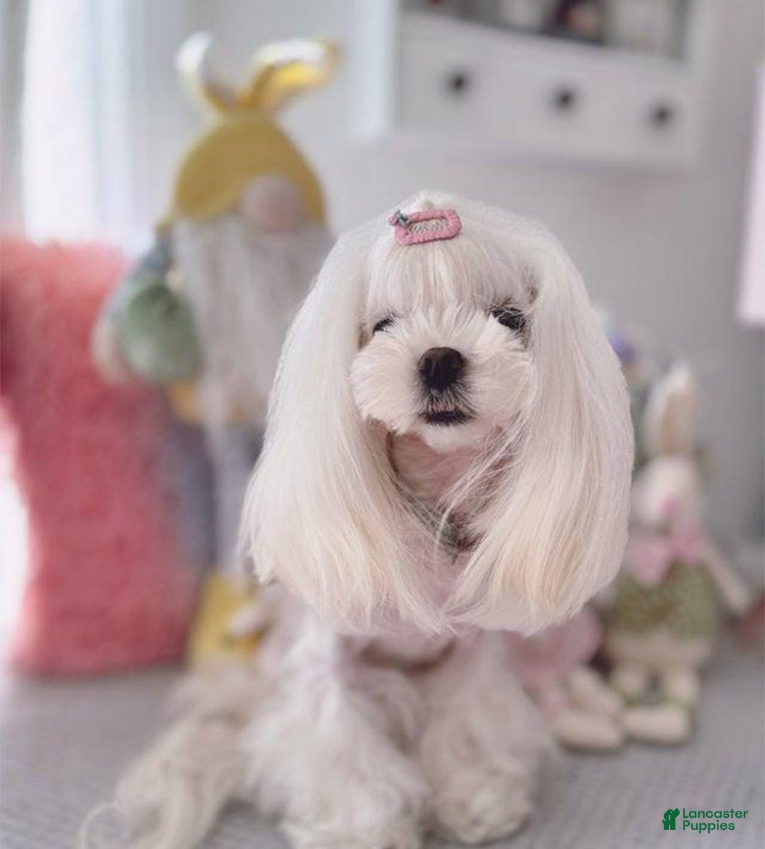 Maltipoo dogs for sale: Johnny - Image 7