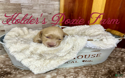 Miniature Dachshund dogs for sale: Thelma Lou - Image 1