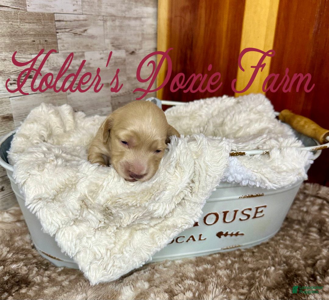 Miniature Dachshund dogs for sale: Thelma Lou - Image 1