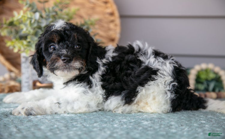 Miniature Poodle dogs for sale - Ad 4