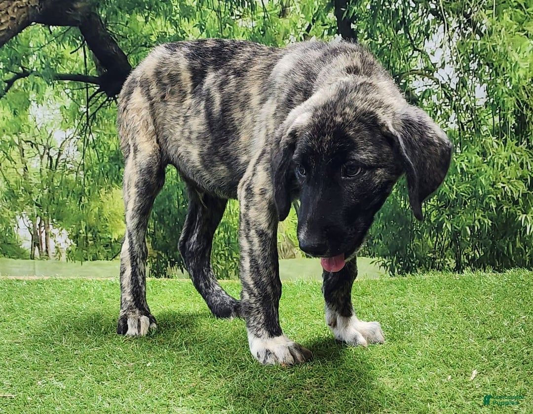 Anatolian Shepherd dogs for sale: AKC Dusty 2025 Male 1 - Image 5