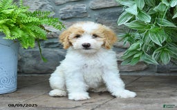 Bernedoodle dogs for sale: Jesse - Image 1