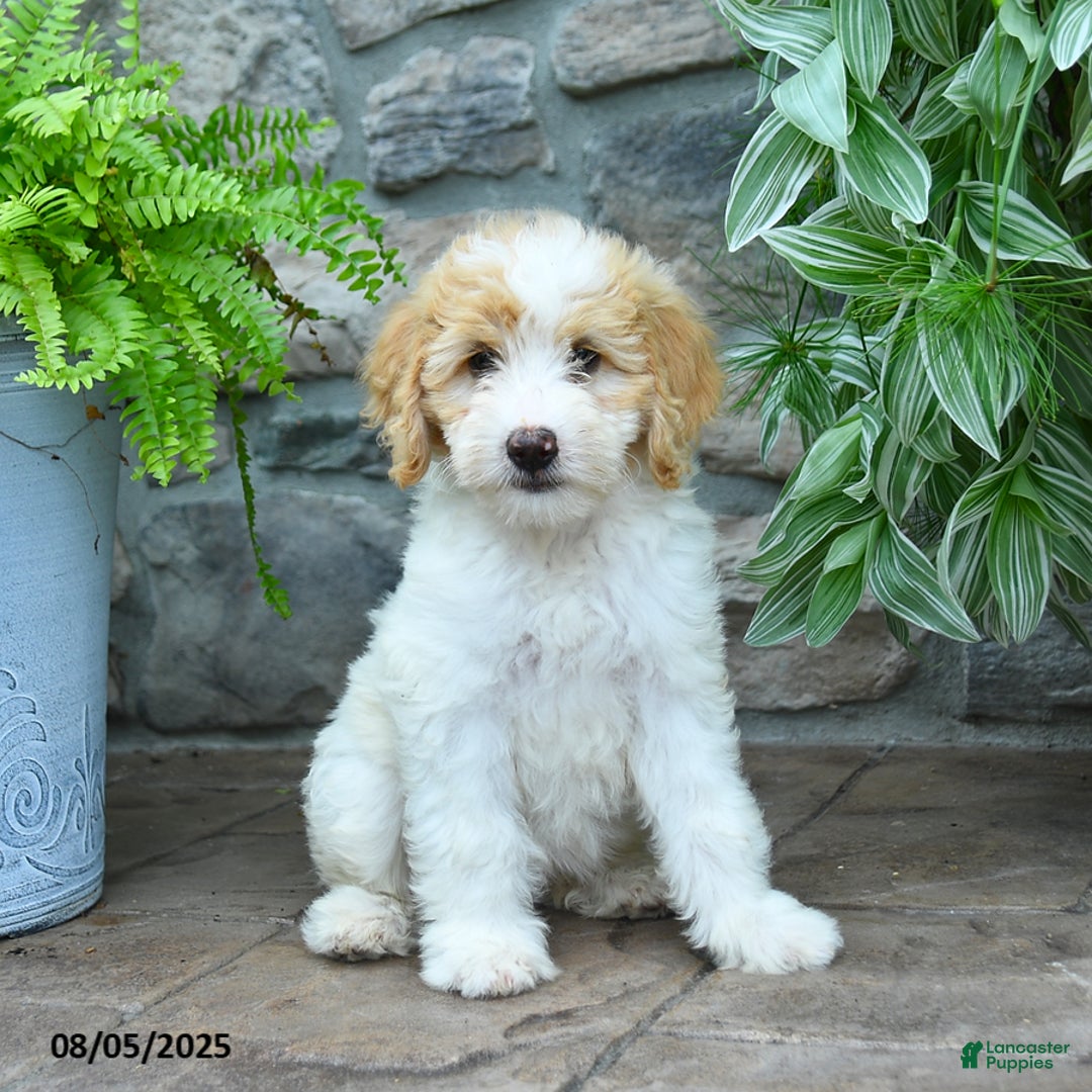 Bernedoodle dogs for sale: Jesse - Image 1