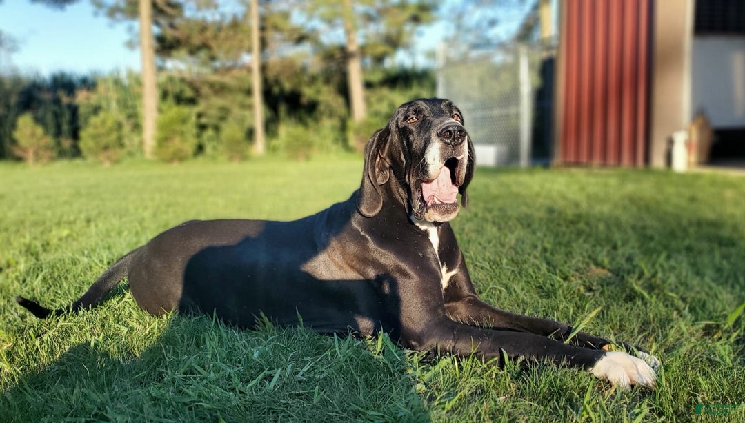 Great Dane dogs for sale: Chip - Image 5
