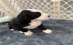 Saint Berdoodles dogs for sale: Harley - Image 3