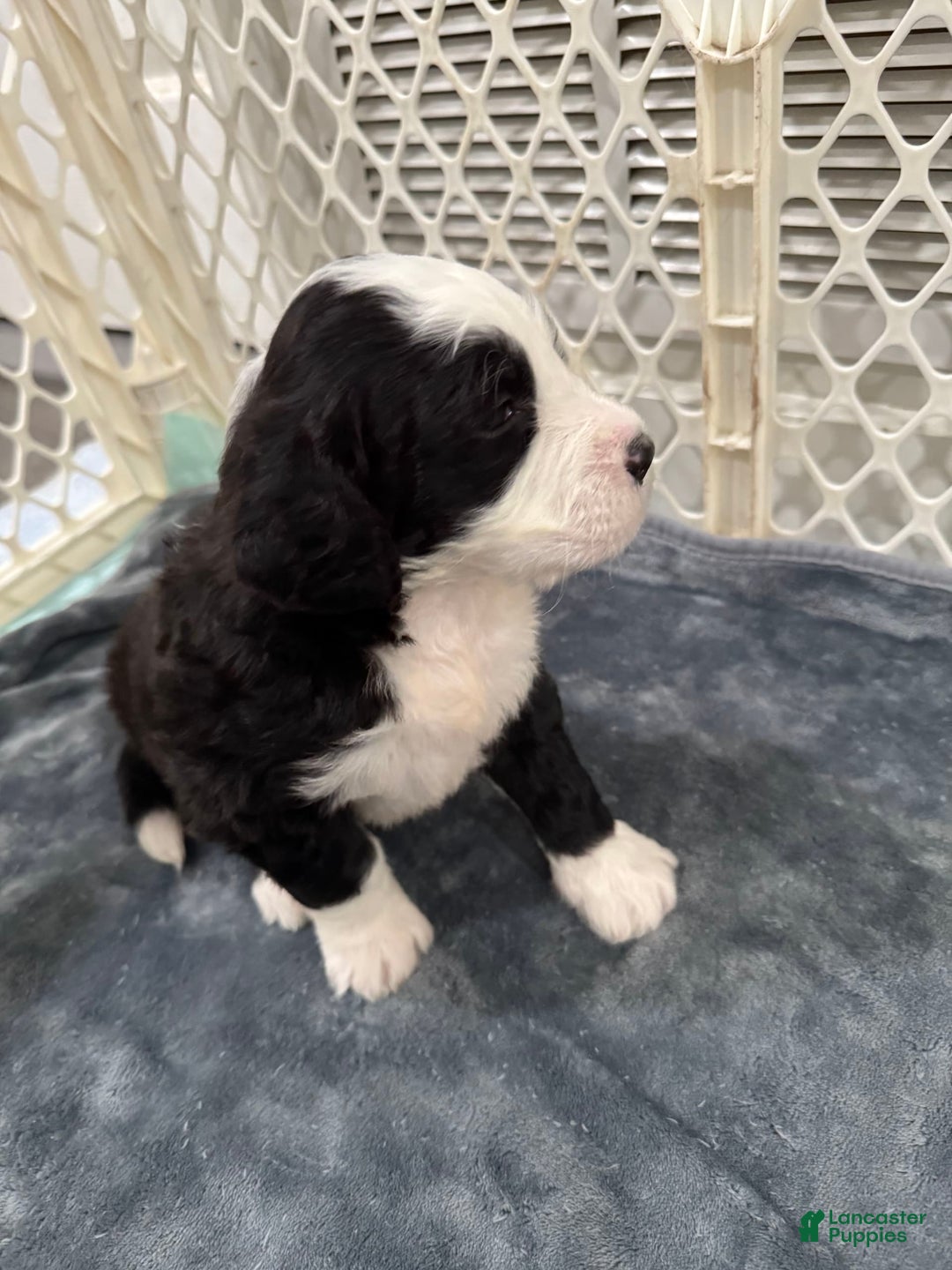 Saint Berdoodles dogs for sale: Harley - Image 3