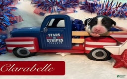Bernedoodle dogs for sale: Clarabelle - Image 1