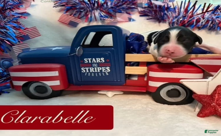 Bernedoodle dogs for sale - Ad 1
