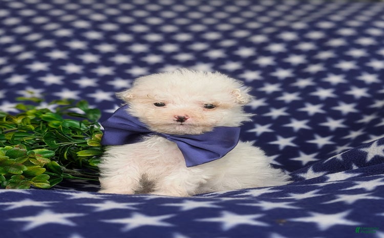 Miniature Poodle dogs for sale - Ad 4