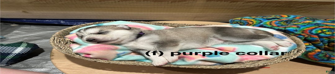 Purple Collar