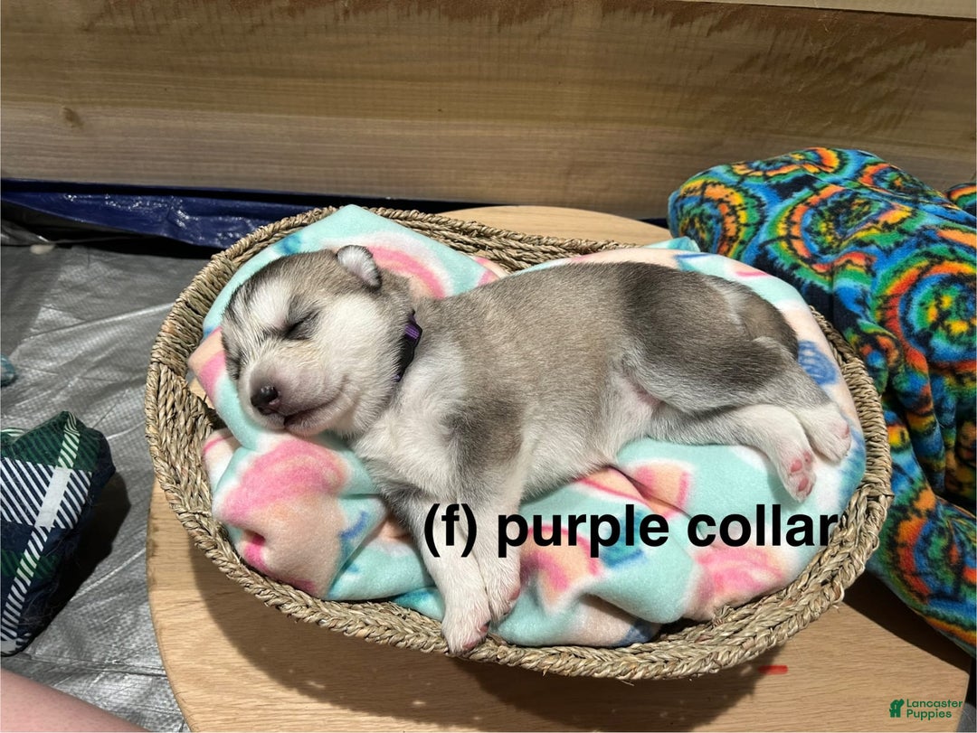 Alaskan Malamute dogs for sale: Purple Collar - Image 1