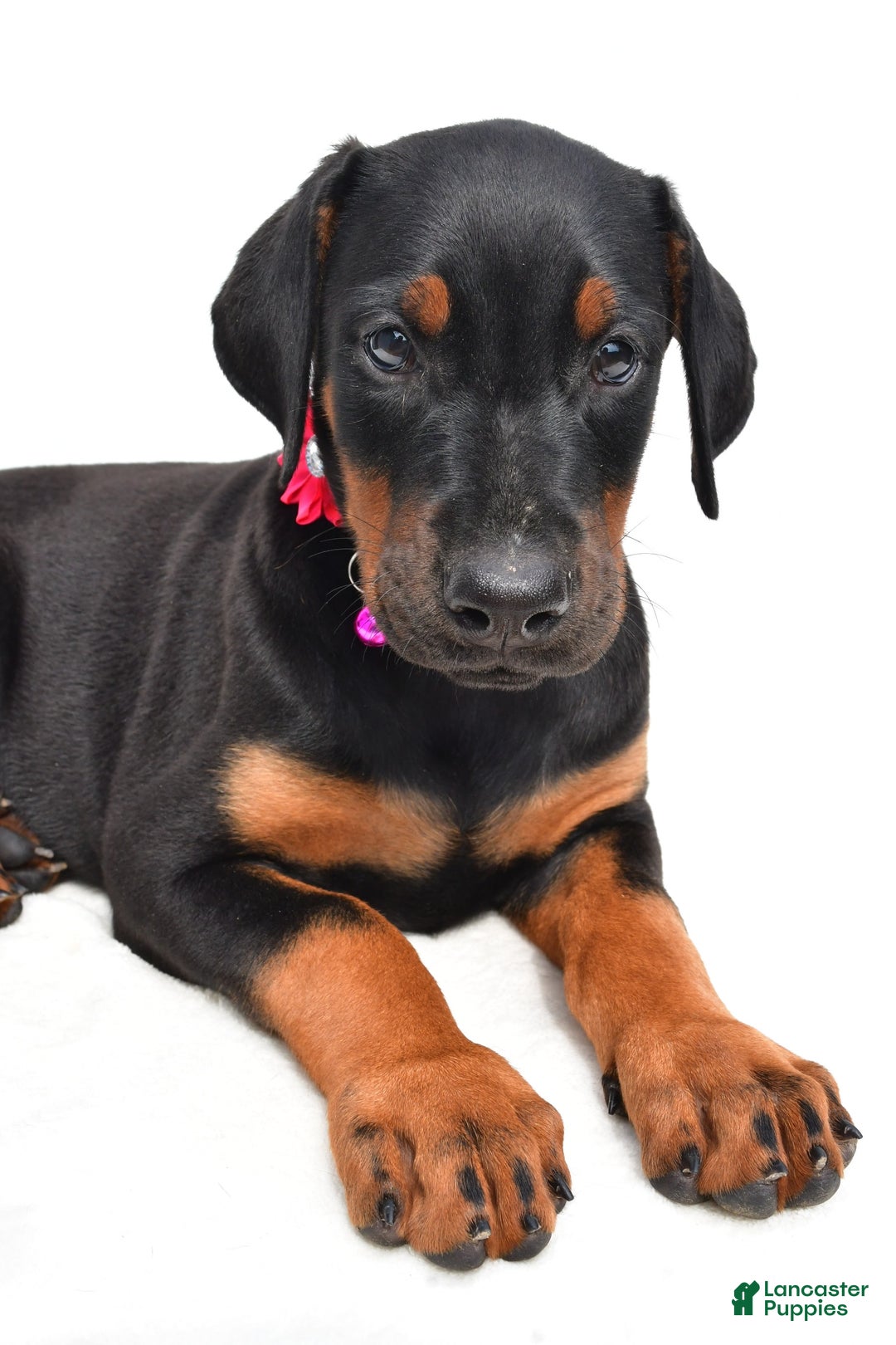 Doberman Pinscher dogs for sale: Misty - Image 7