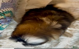 Shih Tzu dogs for sale: Teddy - Image 11