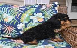 Forever dogs for sale: Teddy - Image 1