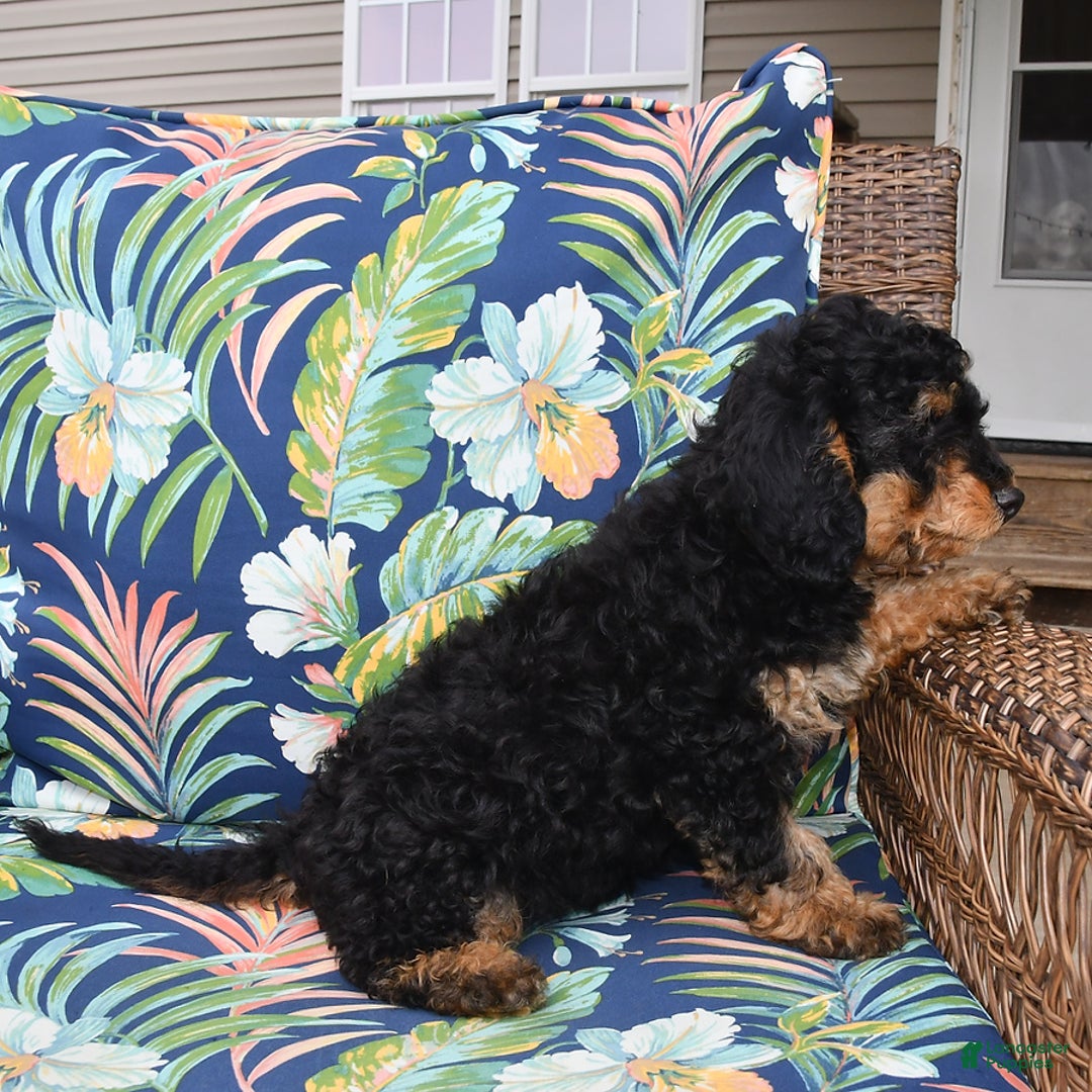 Forever dogs for sale: Teddy - Image 1