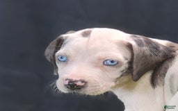 Catahoula Leopard Dog dogs for sale: Diamond 2025 F3 - Image 25