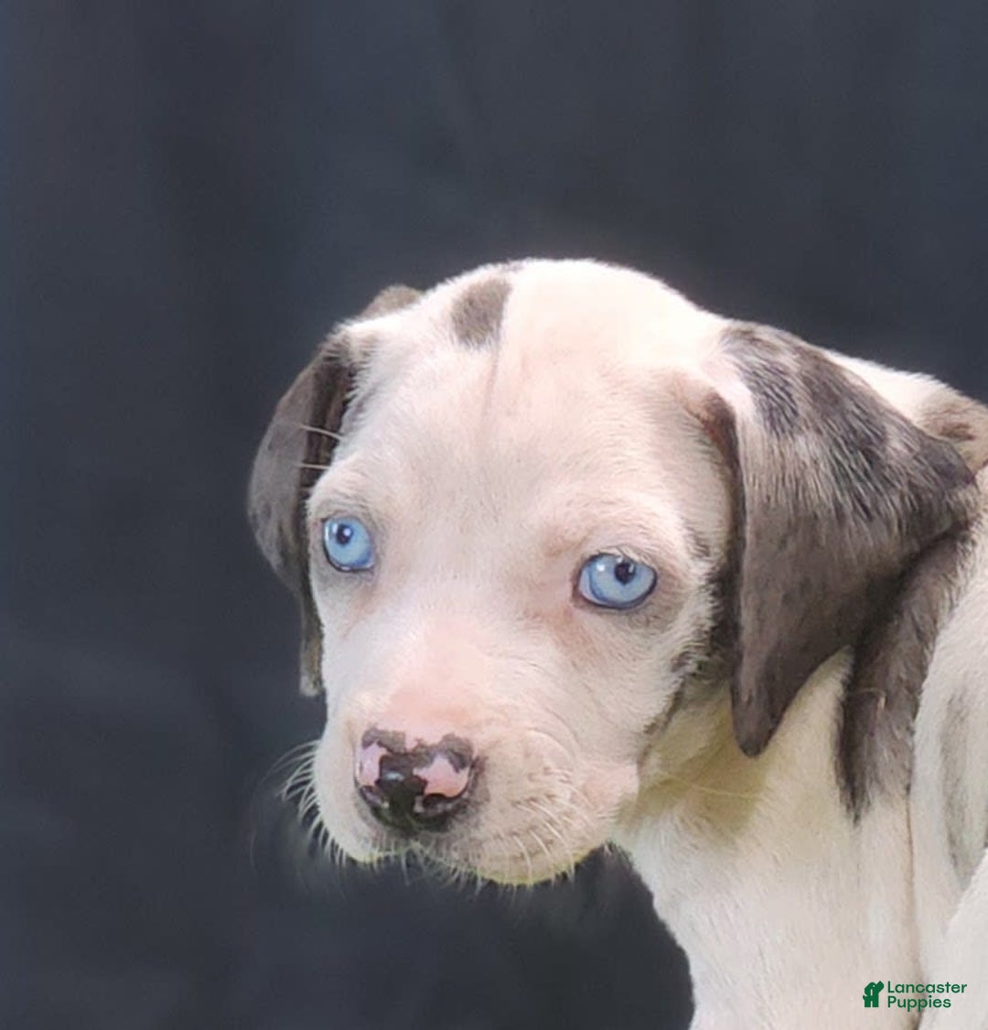 Catahoula Leopard Dog dogs for sale: Diamond 2025 F3 - Image 25