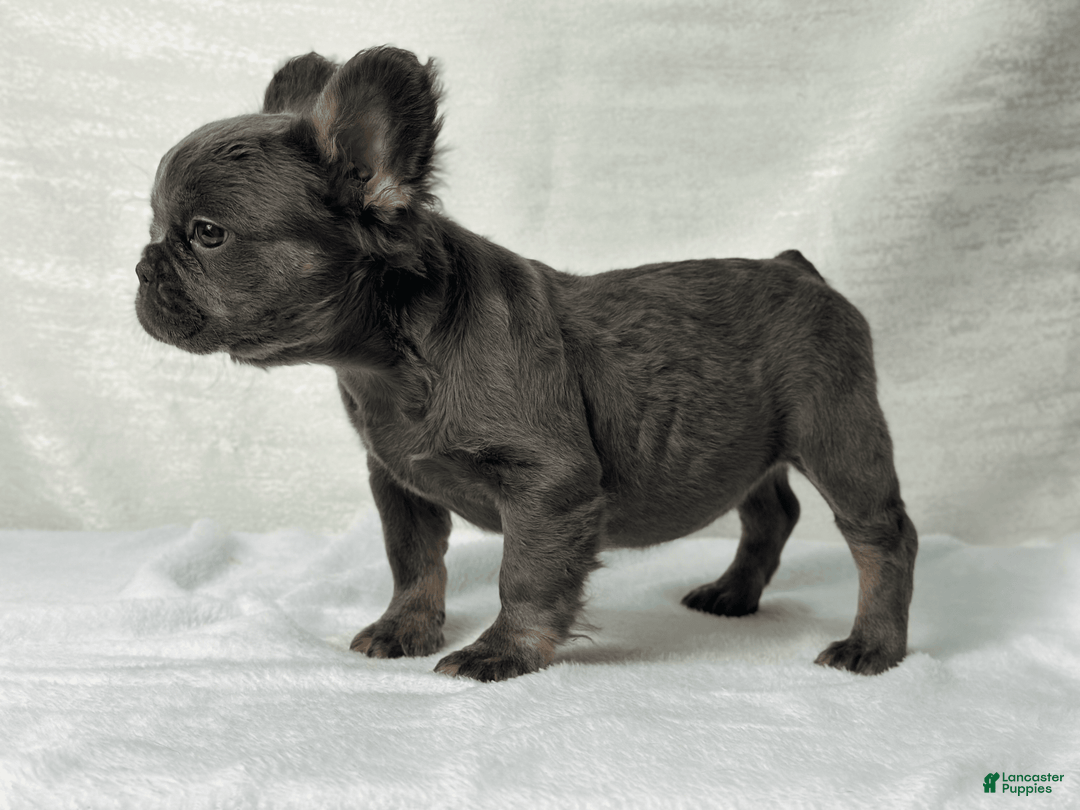 French Bulldog dogs for sale: Sky - Image 2
