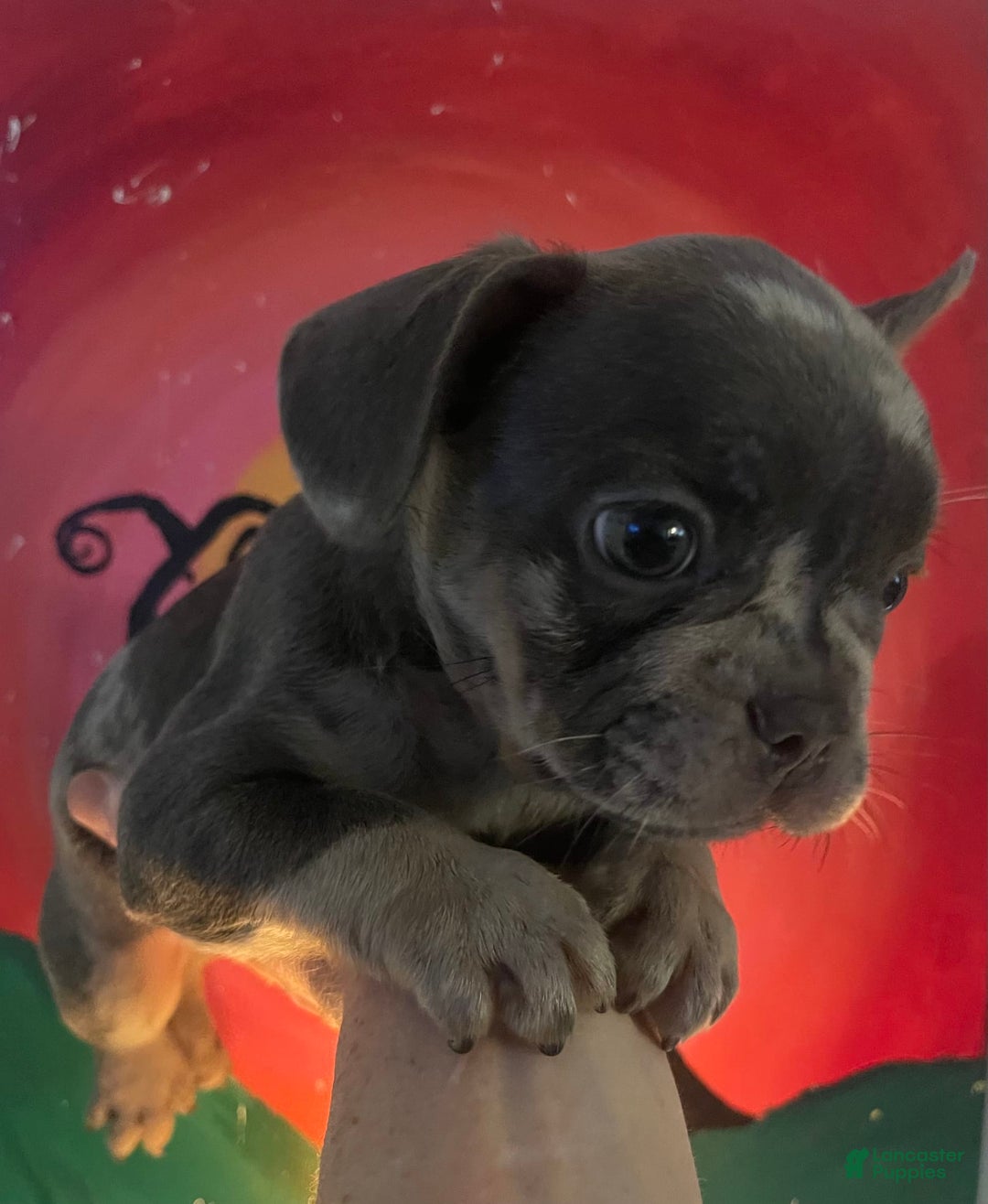 French Bulldog dogs for sale: Luna - Image 12