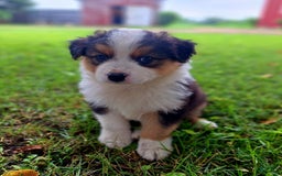 Australian Shepherd dogs for sale: Nate - Image 8