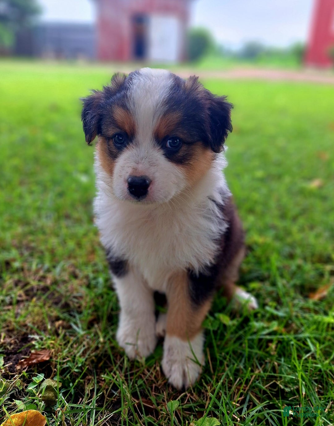 Australian Shepherd dogs for sale: Nate - Image 8
