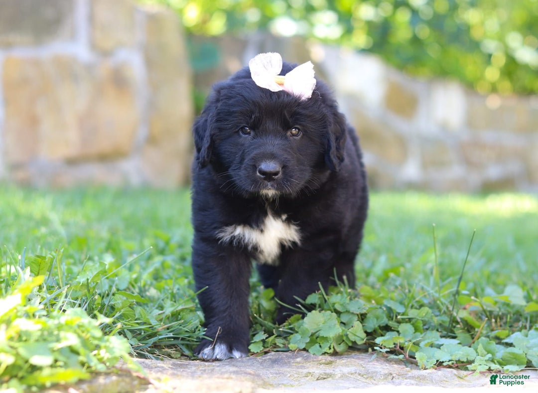 Newfoundland dogs for sale: Luna - Image 7