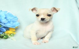 Chihuahua dogs for sale: Mark - Image 2