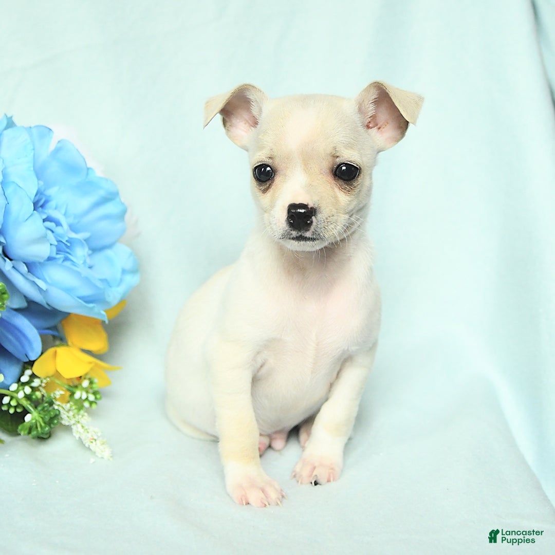 Chihuahua dogs for sale: Mark - Image 2