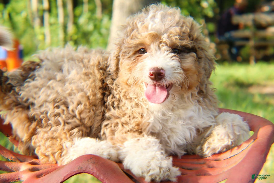 Mini Bernedoodle dogs for sale: Glory - Image 4