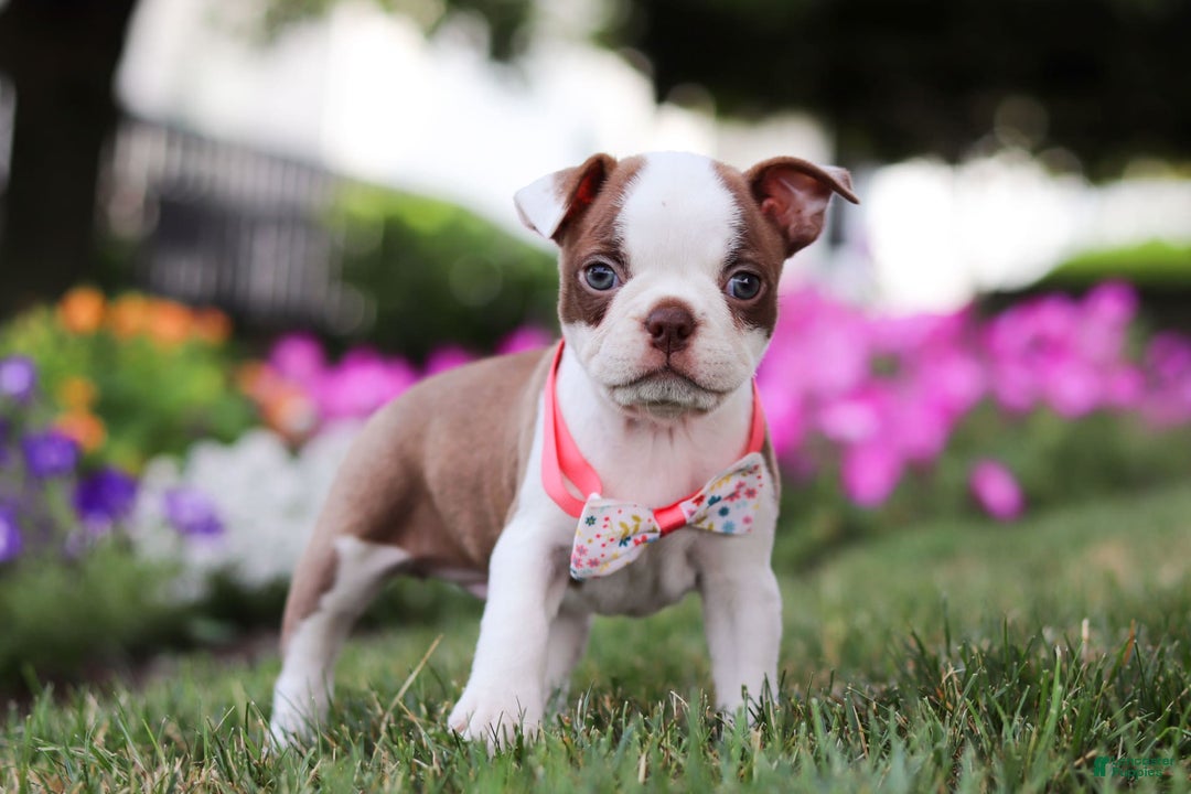 Boston Terrier dogs for sale: Sherry - Image 4