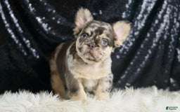 French Bulldog dogs for sale: Mocha - Image 1