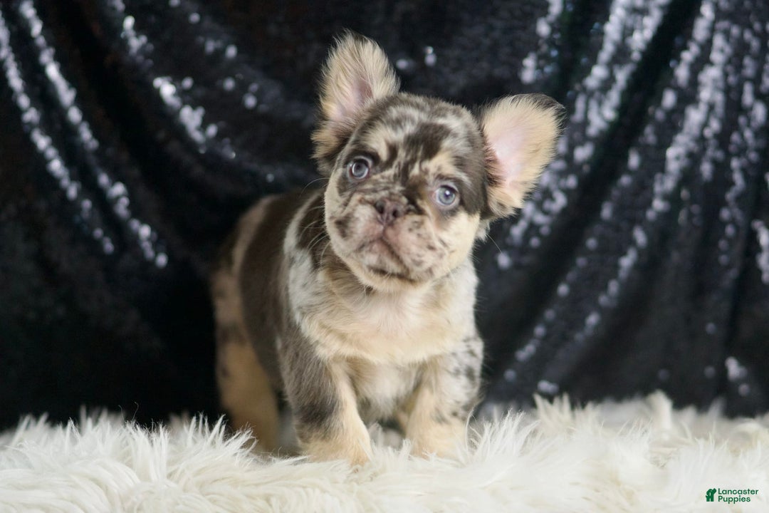 French Bulldog dogs for sale: Mocha - Image 1